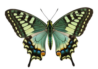 Isolated butterfly with striking green and yellow coloration, wings spread open in display