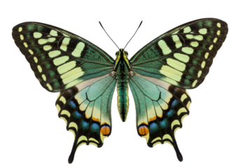 Isolated butterfly with striking green and yellow coloration, wings spread open in display