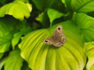 Close-up of a brown butterfly resting on a green leaf with soft natural light and blurred background