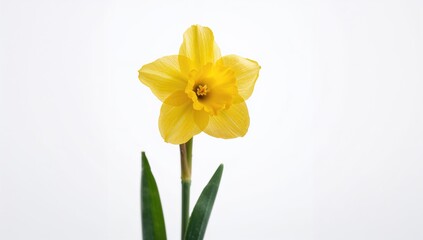 Fototapeta premium Yellow daffodil on a plain white backdrop, springtime bloom, Easter