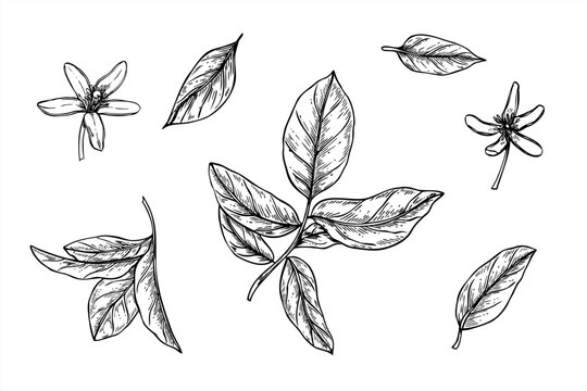 Citrus branches, leaves and flowers clip art monochrome vector illustration painted by black inks. Etching drawing of lemon, lime or orange foliage set for organic cosmetics, herbal tea label