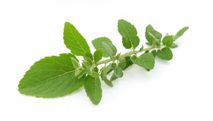 Cuban oregano leaves on a white backdrop, known for their culinary uses and potential health benefits