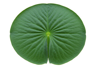 Isolated floating green lily pad, aquatic plant leaf with radial veins, close-up view