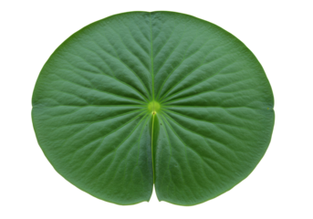Isolated floating green lily pad, aquatic plant leaf with radial veins, close-up view