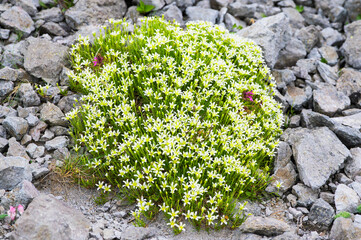 蓮華岳に咲くタカネツメクサ