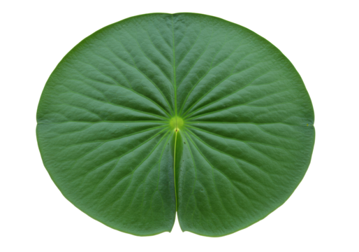 Isolated floating green lily pad, aquatic plant leaf with radial veins, close-up view