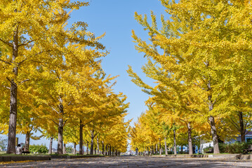 快晴の日の加須はなさき公園のイチョウ並木