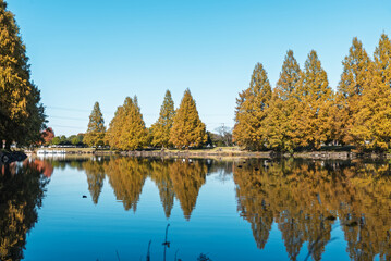 メタセコイヤ、木、リフレクション、反射、水面、紅葉、秋、風景、自然、池、黄葉、公園、青空、日本、晴れ、樹木、植物、湖面、水、林、空、快晴、埼玉、埼玉県、加須市、加須はなさき公園、鯉の池、映り込み