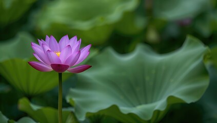 Obraz premium Blooming purple lotus flower with soft green foliage, ideal for a serene mobile wallpaper or screensaver