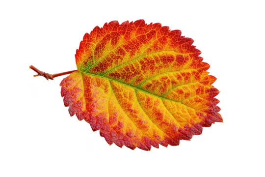 Autumn leaf