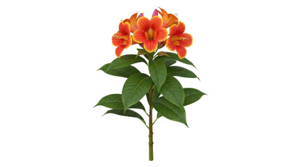 Isolated blooming Trumpet Vine plant with multiple red and orange flowers on stem, beautiful
