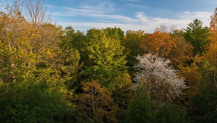 Fototapeta premium Trees in the forest during summer, showcasing seasonal change