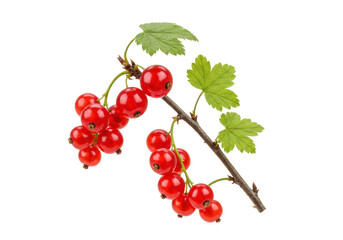 Isolated sprig of redcurrants with green leaves on a branch, fresh and delicious fruit