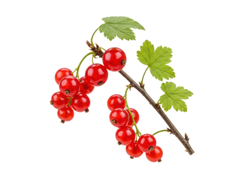 Isolated sprig of redcurrants with green leaves on a branch, fresh and delicious fruit