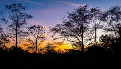 Fototapeta premium Silhouette of trees moving in the breeze during sunset, seasonal change