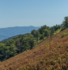 Carpathian Mountains Summer View