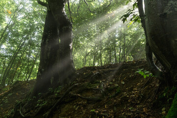 Obraz premium Beech Forest Morning Rays