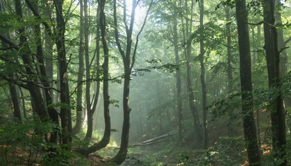Obraz premium Beech Forest in Morning Fog, Carpathians