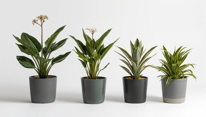 Obraz premium Zanzibar gem, Zuzu plant, ZZ plant, and zamioculcas isolated on a white background, maintenance focus
