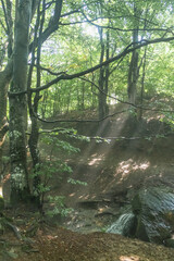 Beech Forest with Mountain Stream in Morning Fog