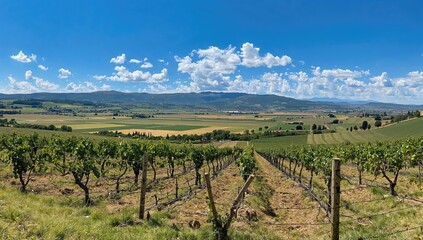 Naklejka premium Panoramic view of agricultural landscape featuring grapevines and olive trees, highlighting seasonal change