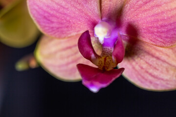 Obraz premium Pink Orange Orchid Close-Up