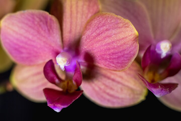  Pink Orange Orchid Close-Up
