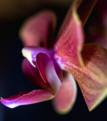 Fototapeta premium Pink Orange Orchid Close-Up