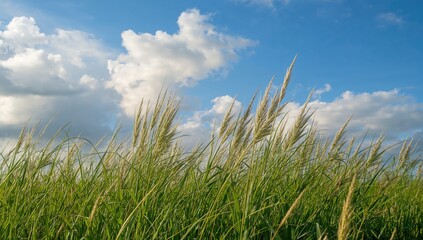 Fototapeta premium Lush green grasses under a clear blue sky, ideal for showcasing seasonal change