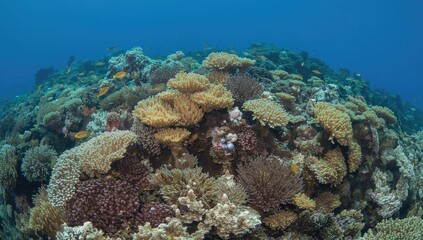 Fototapeta premium Coral reef ecosystem, vibrant marine life habitat, preservation