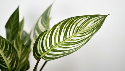 Pin-stripe Calathea leaves, lush tropical plant, suitable for botanical illustrations