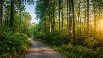 Fototapeta premium Curvy trail winding through dense greenery under bright morning sunlight, perfect for nature walks