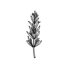 Fototapeta premium Vector illustration of rye stalk in simple black line art minimal style for agriculture, cereal, and botany design