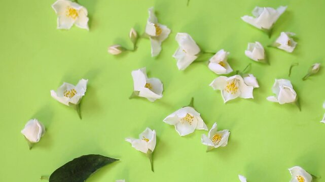 Blooming white jasmine flowers on greenery background close-up