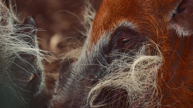 Fluffy snouts of two red river hogs