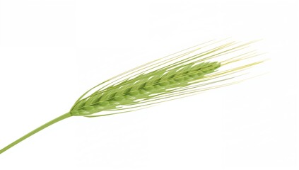 Naklejka premium Wheat spikelet in green, grain branch, seasonal change