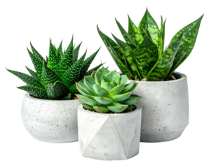 Trio of potted green succulents