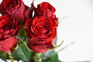 Naklejka premium 赤いばら