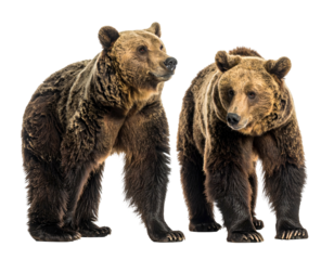 Two large brown bears standing side by side