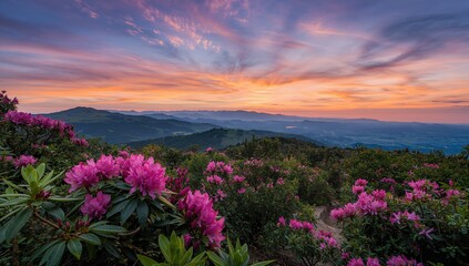 Obraz premium Majestic summer dawn over blooming rhododendron flowers, vibrant morning landscape in the mountains