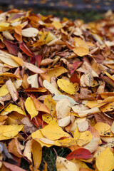 Autumn leaves background. Autumn leaves on the ground