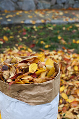 Fallen autumn leaves in paper package. Collecting autumn fallen leaves. 