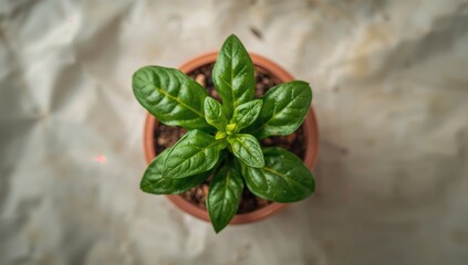 Top view of young pepper seedlings with vibrant green leaves, fiber-dense choice