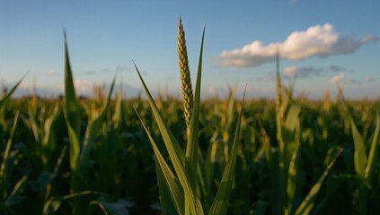 Fototapeta premium Young green cereal plant thriving in a cornfield, beneficial animal feed for agriculture, during the evening