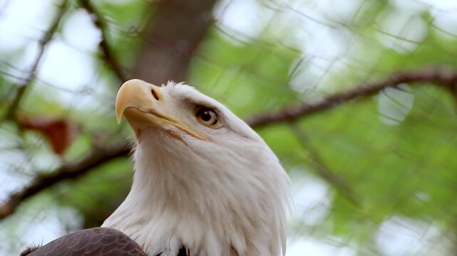 Medium shot of bald eagle sitting in fenced aviary