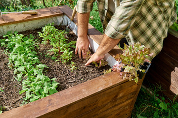 Fototapeta premium Gardener man working in vegetable garden, planting lettuce