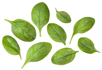 individual spinach leaves on a white isolated background