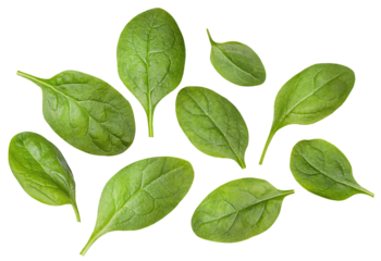 individual spinach leaves on a white isolated background