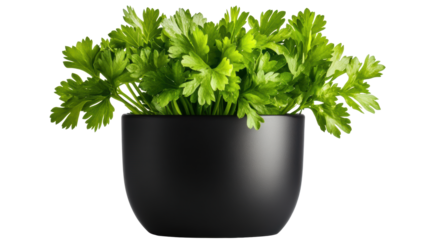 Fresh Parsley in a Modern Black Pot  on Transparent Background