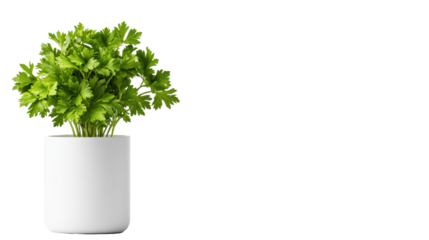 Fresh Parsley in White Pot on Transparent Background